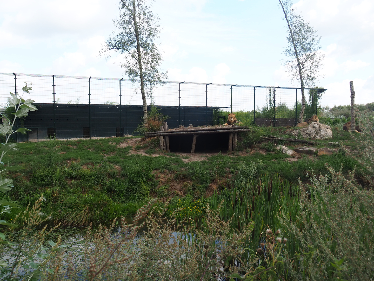 African lion exhibit, 2019-08-11