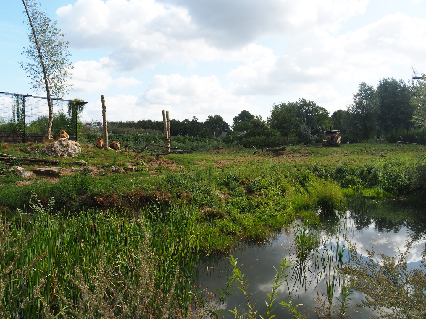 African lion exhibit, 2019-08-11
