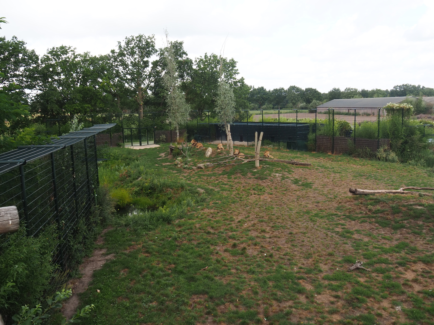 African lion exhibit, 2019-08-11