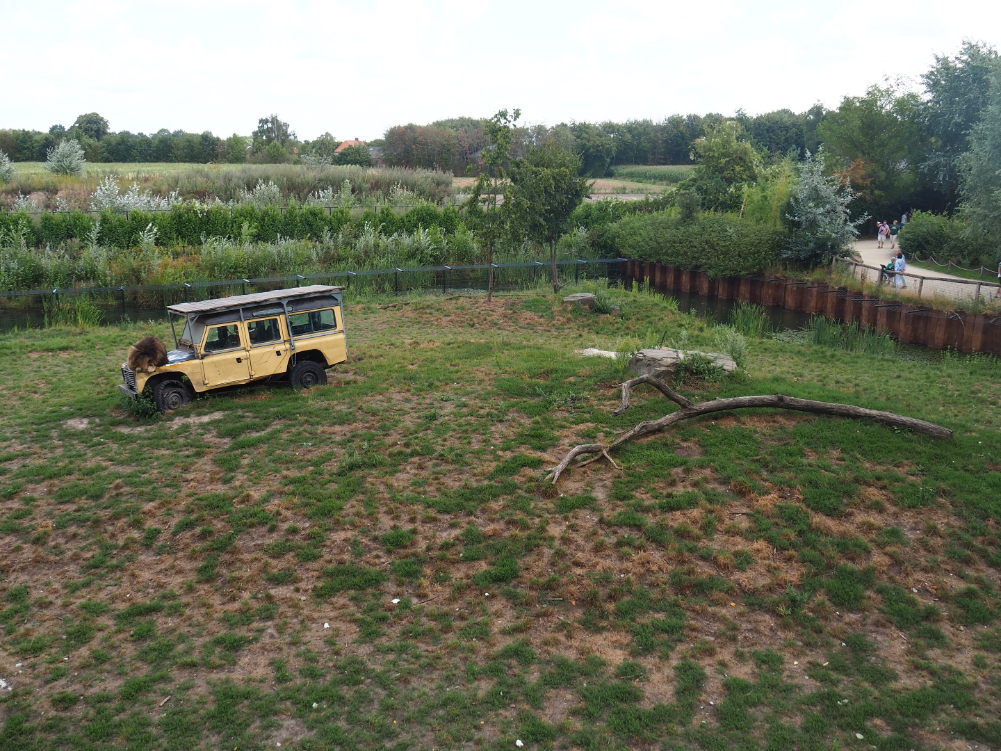 African lion exhibit, 2019-08-11