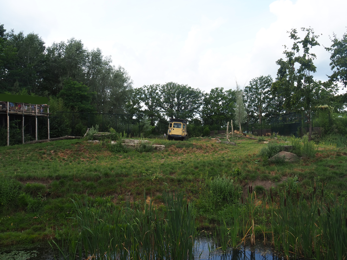 African lion exhibit, 2019-08-11