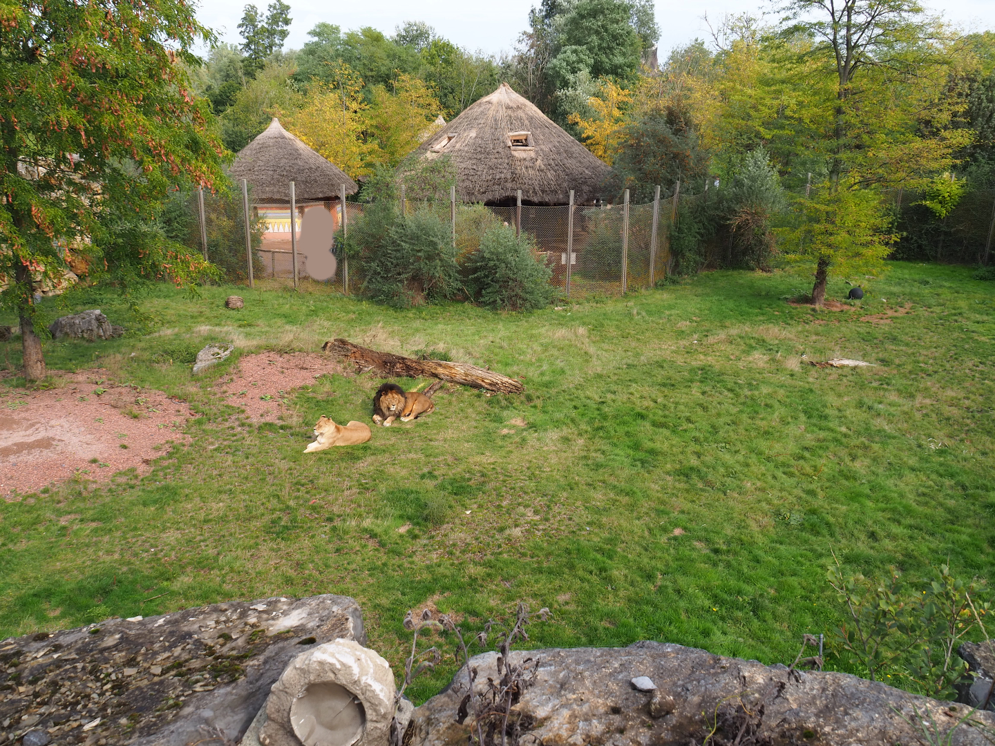 African lion exhibit, 2019-10-04