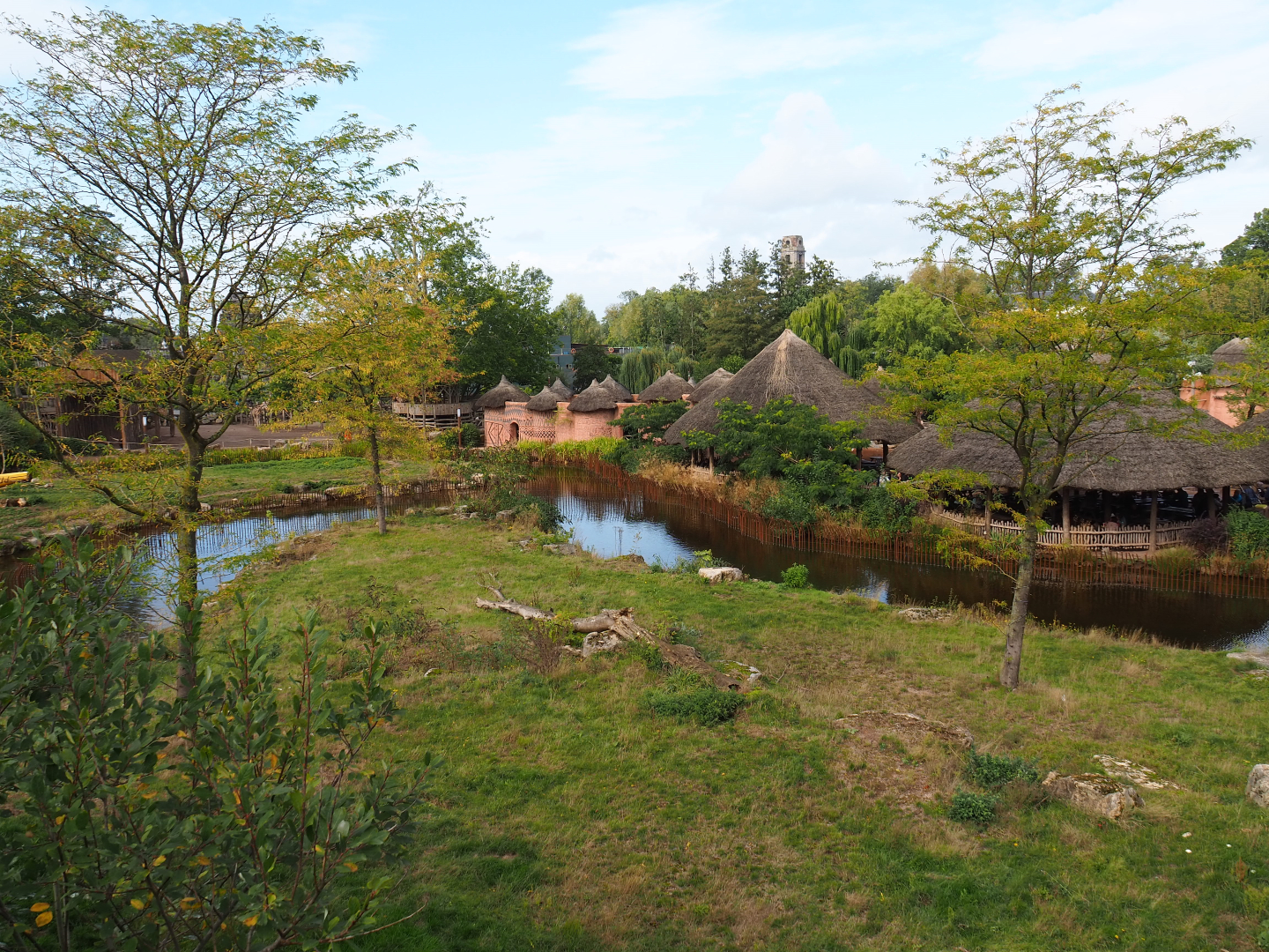 African lion exhibit, 2019-10-04