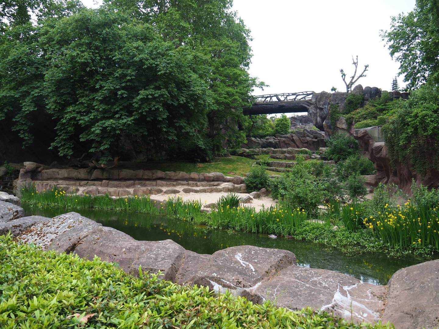 African lion exhibit, 2020-05-24