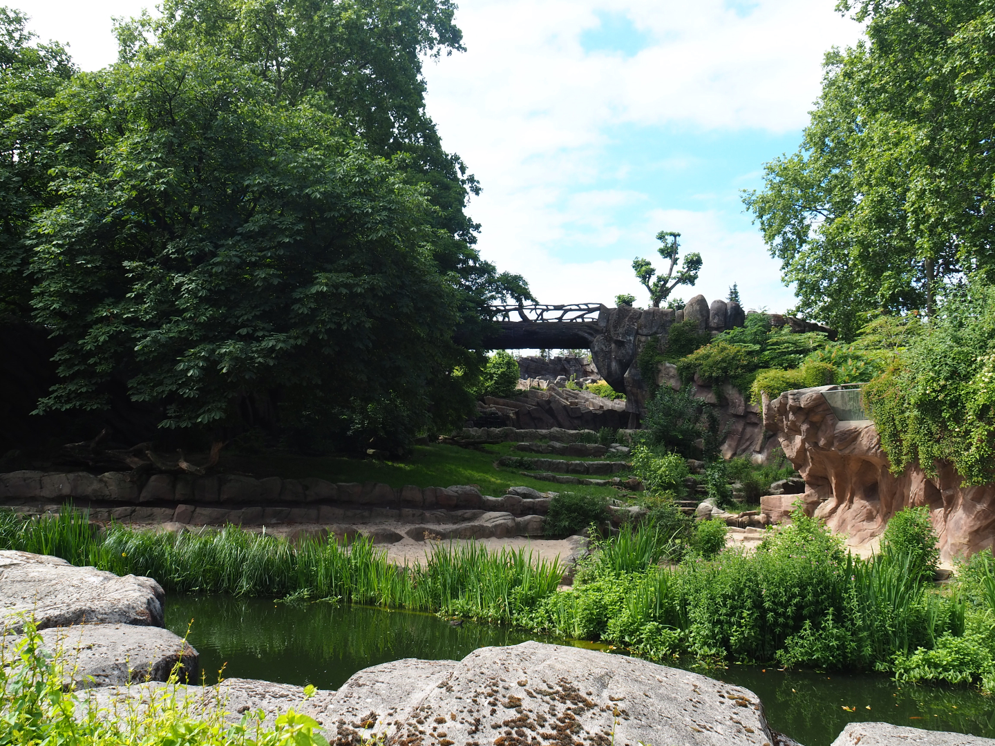 African lion exhibit, 2020-06-28