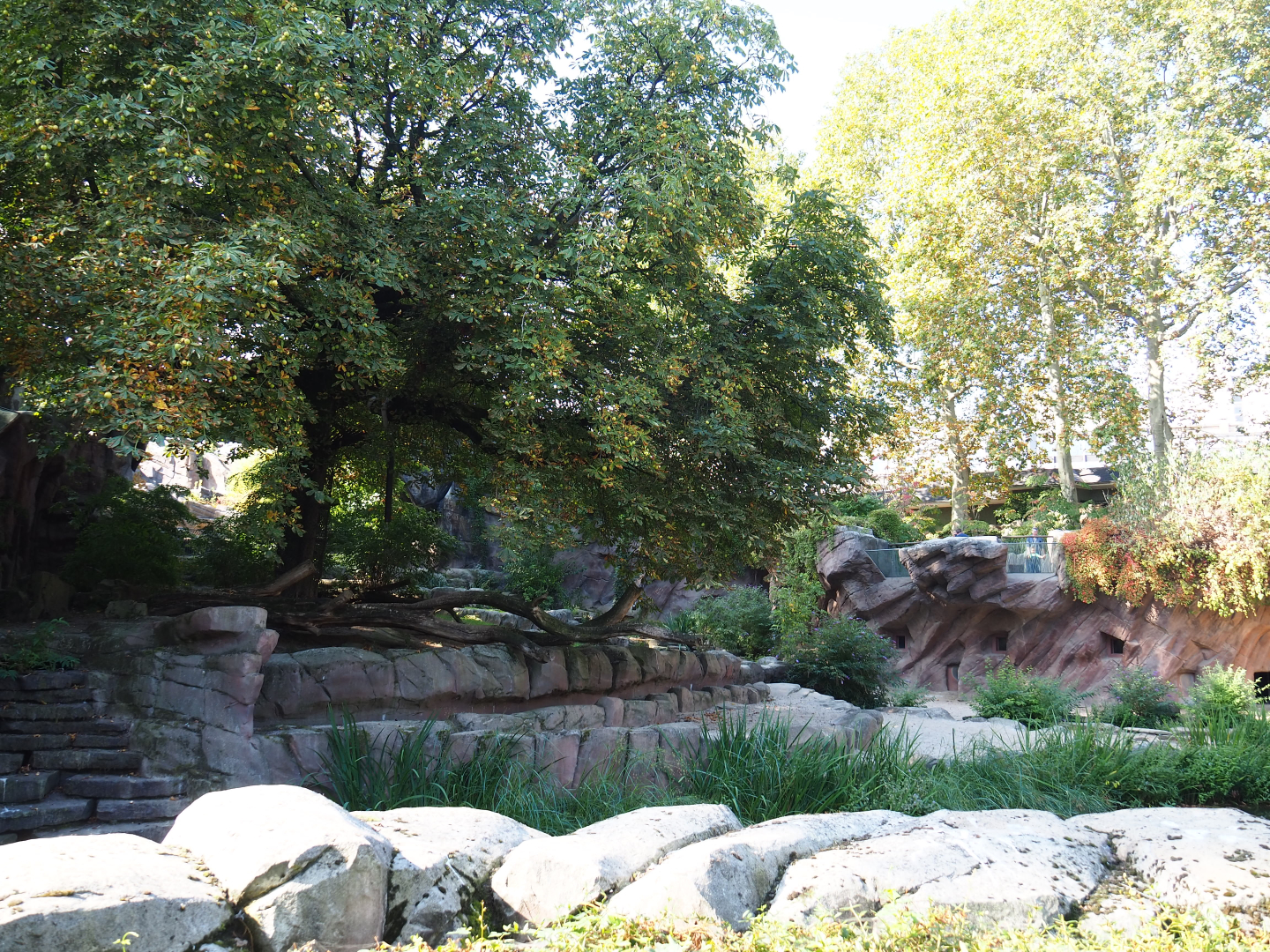 African lion exhibit, 2020-09-20