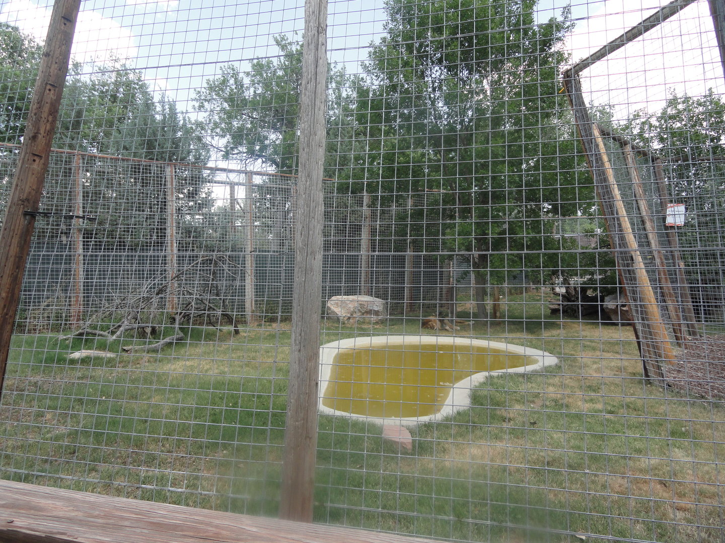 African Lion Exhibit - 2020