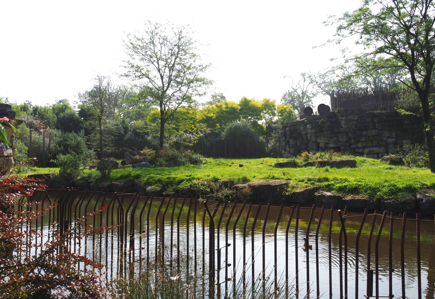 African lion exhibit, 2021-09-02