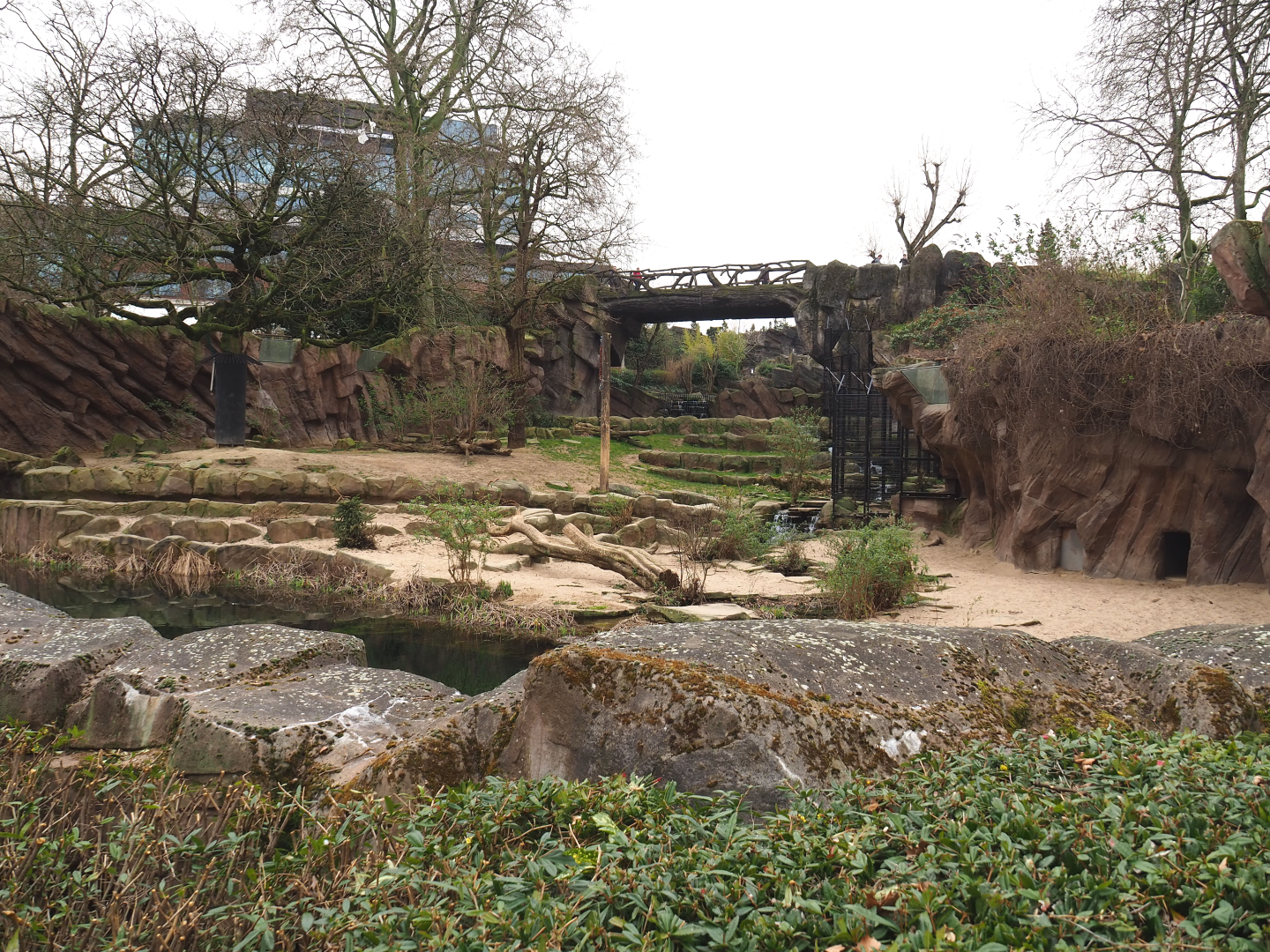 African lion exhibit, 2022-03-16