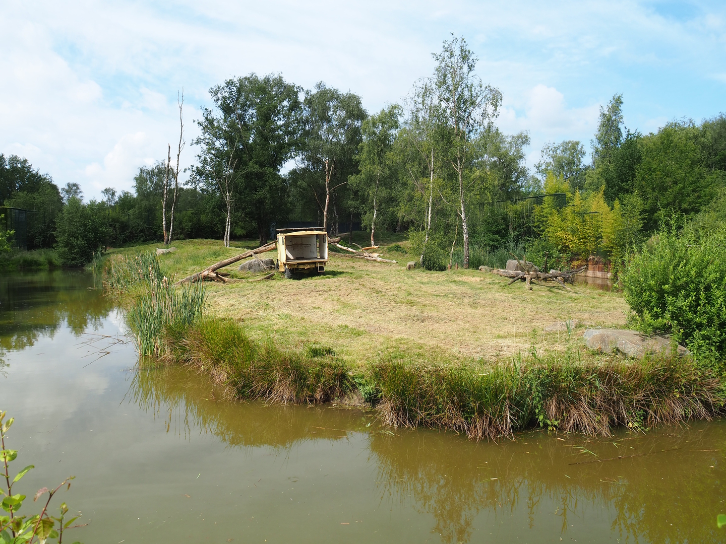African lion exhibit, 2022-06-12