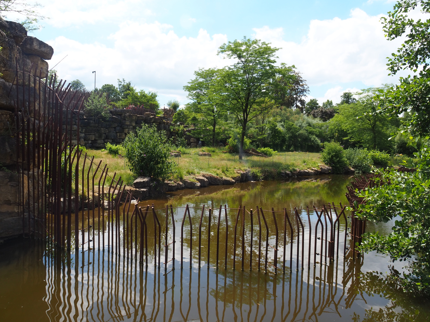 African lion exhibit, 2022-06-28