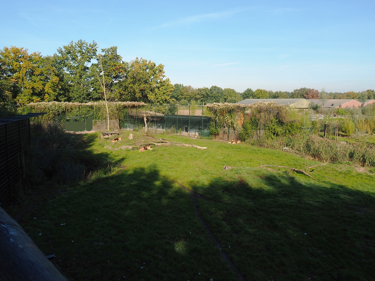 African lion exhibit, 2022-10-09