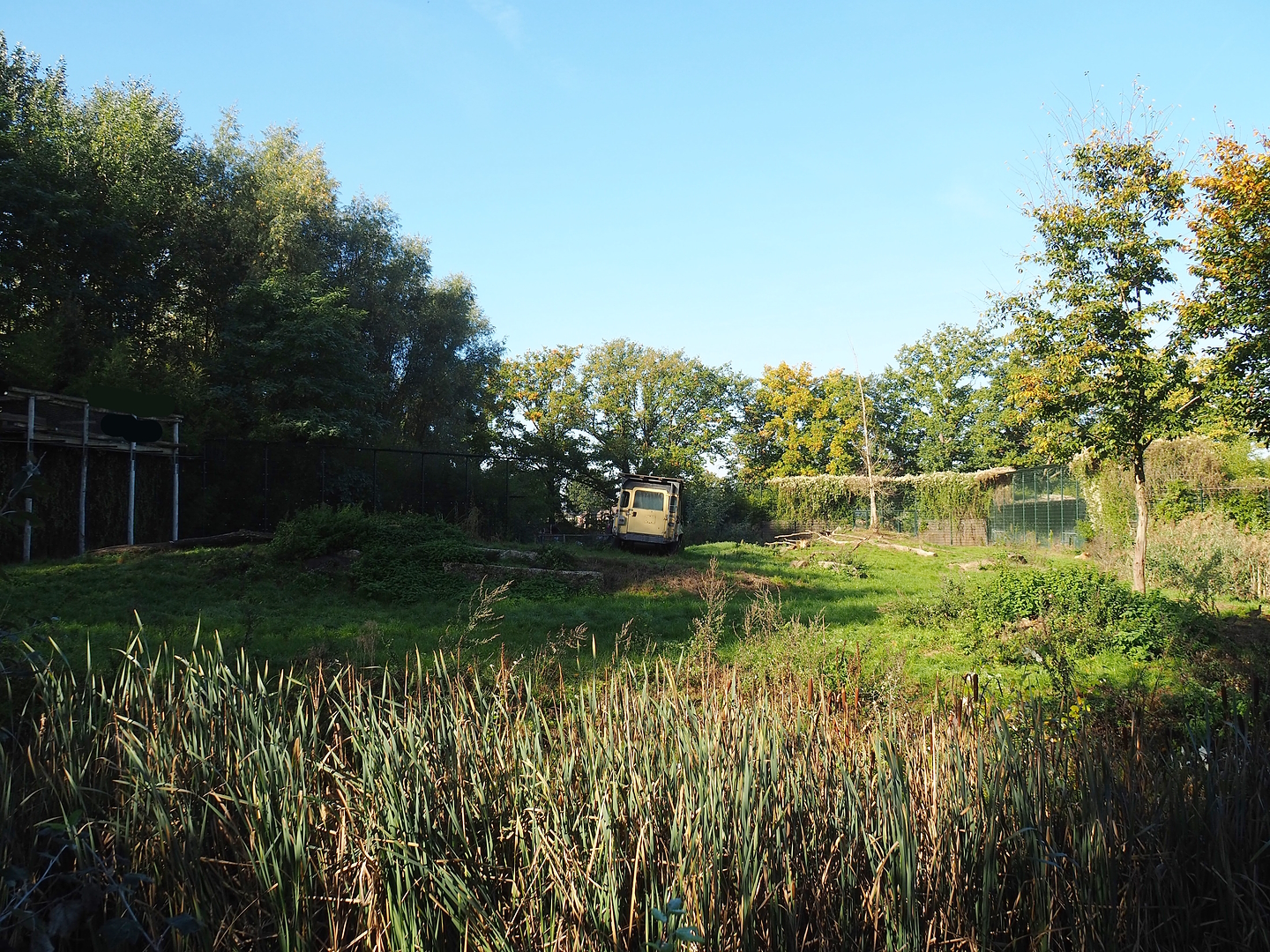 African lion exhibit, 2022-10-09