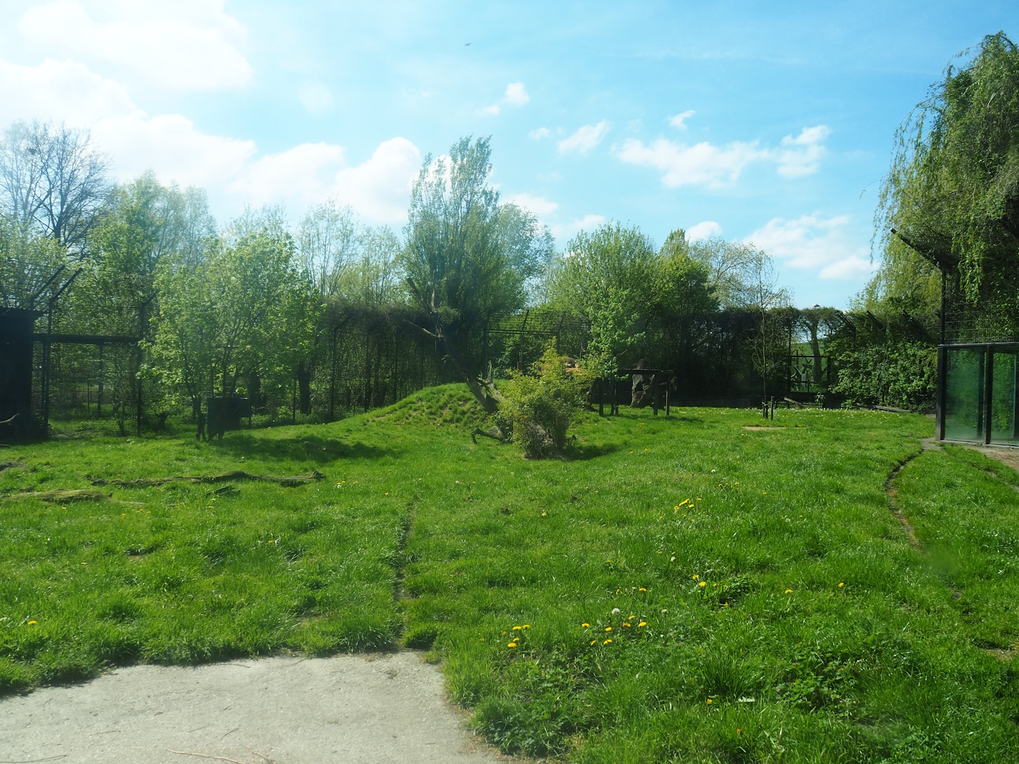 African lion exhibit, 2023-04-30