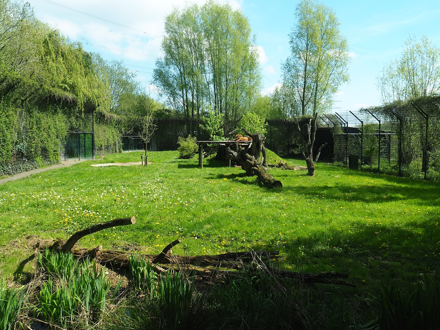 African lion exhibit, 2023-04-30