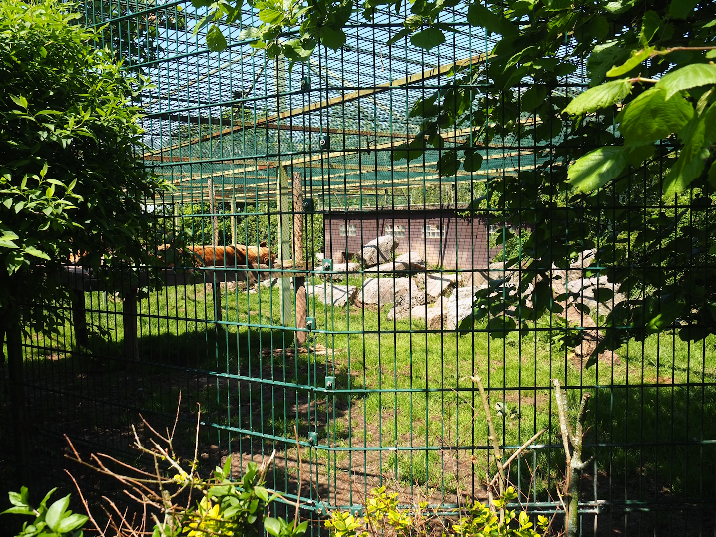 African lion exhibit, 2023-05-19