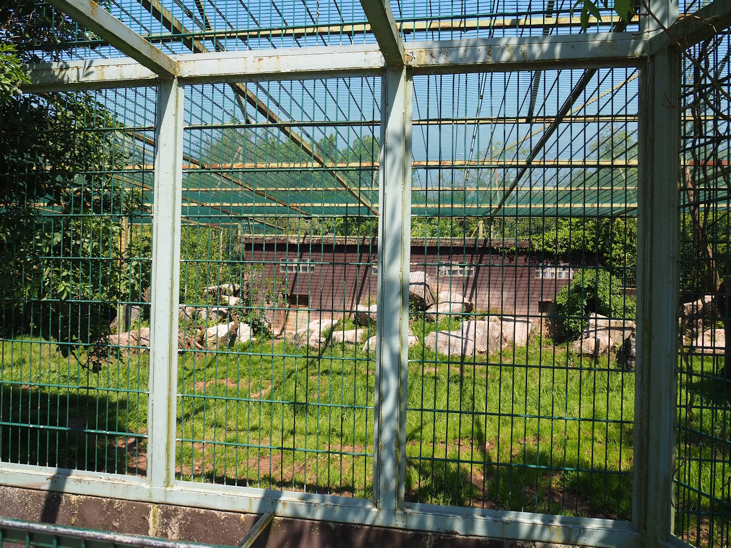 African lion exhibit, 2023-05-19
