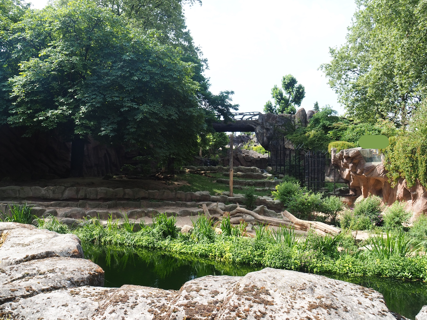 African lion exhibit, 2023-07-22