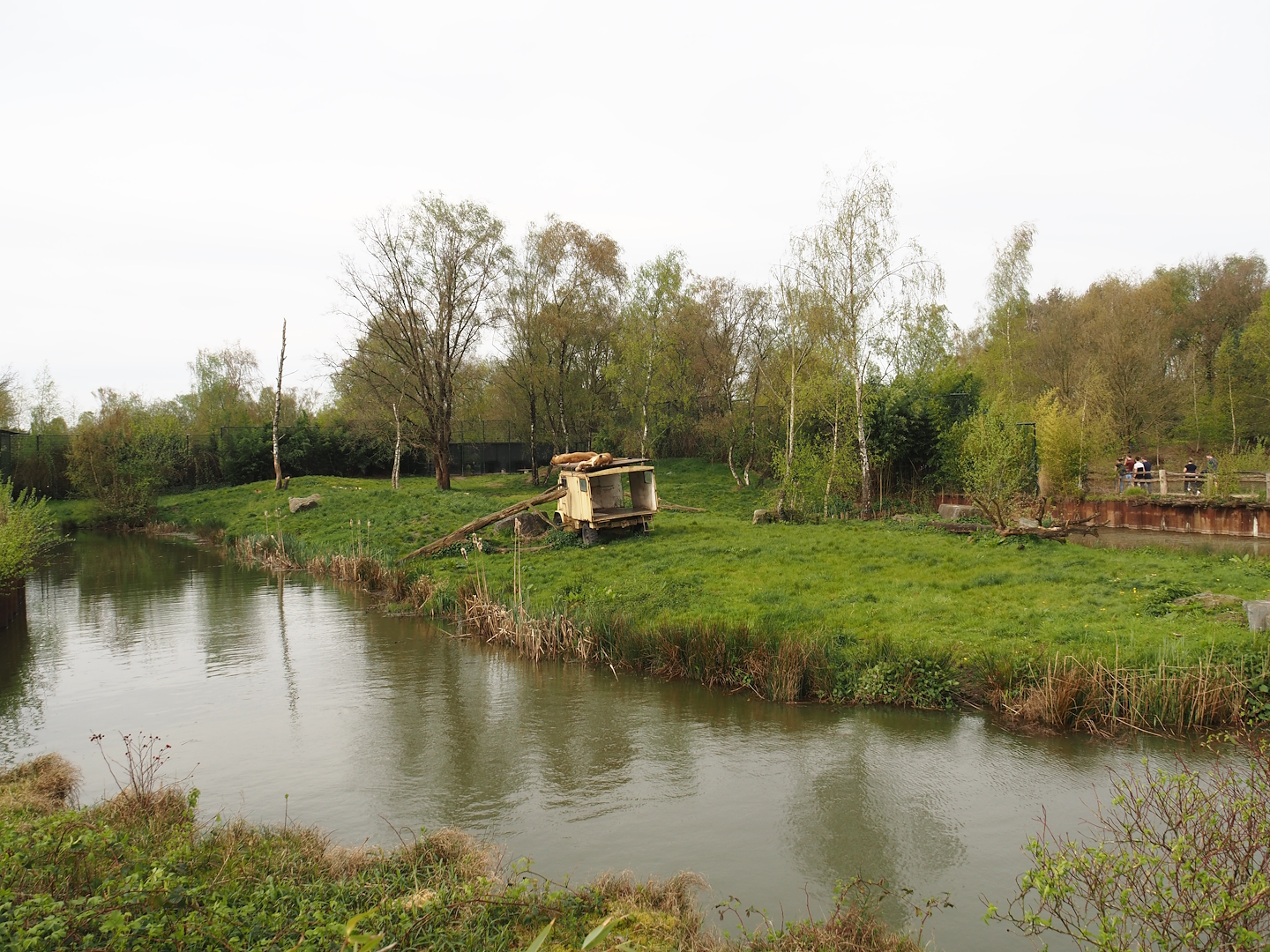 African lion exhibit, 2024-04-06