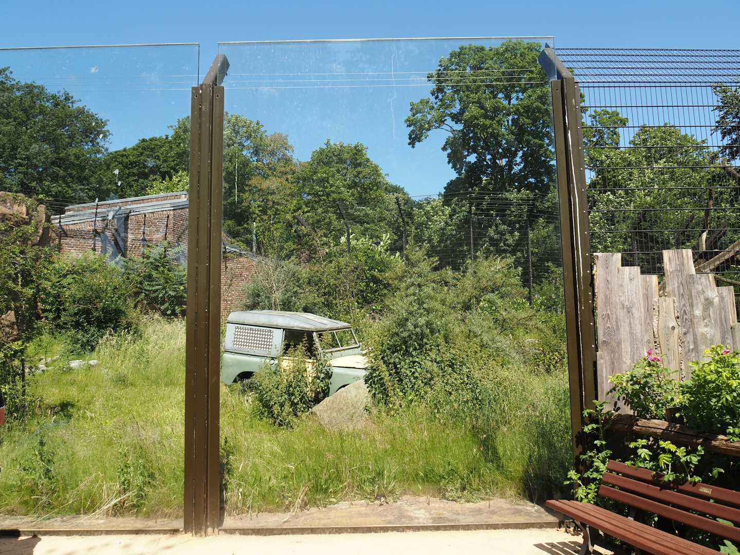 African lion exhibit, 2024-06-08