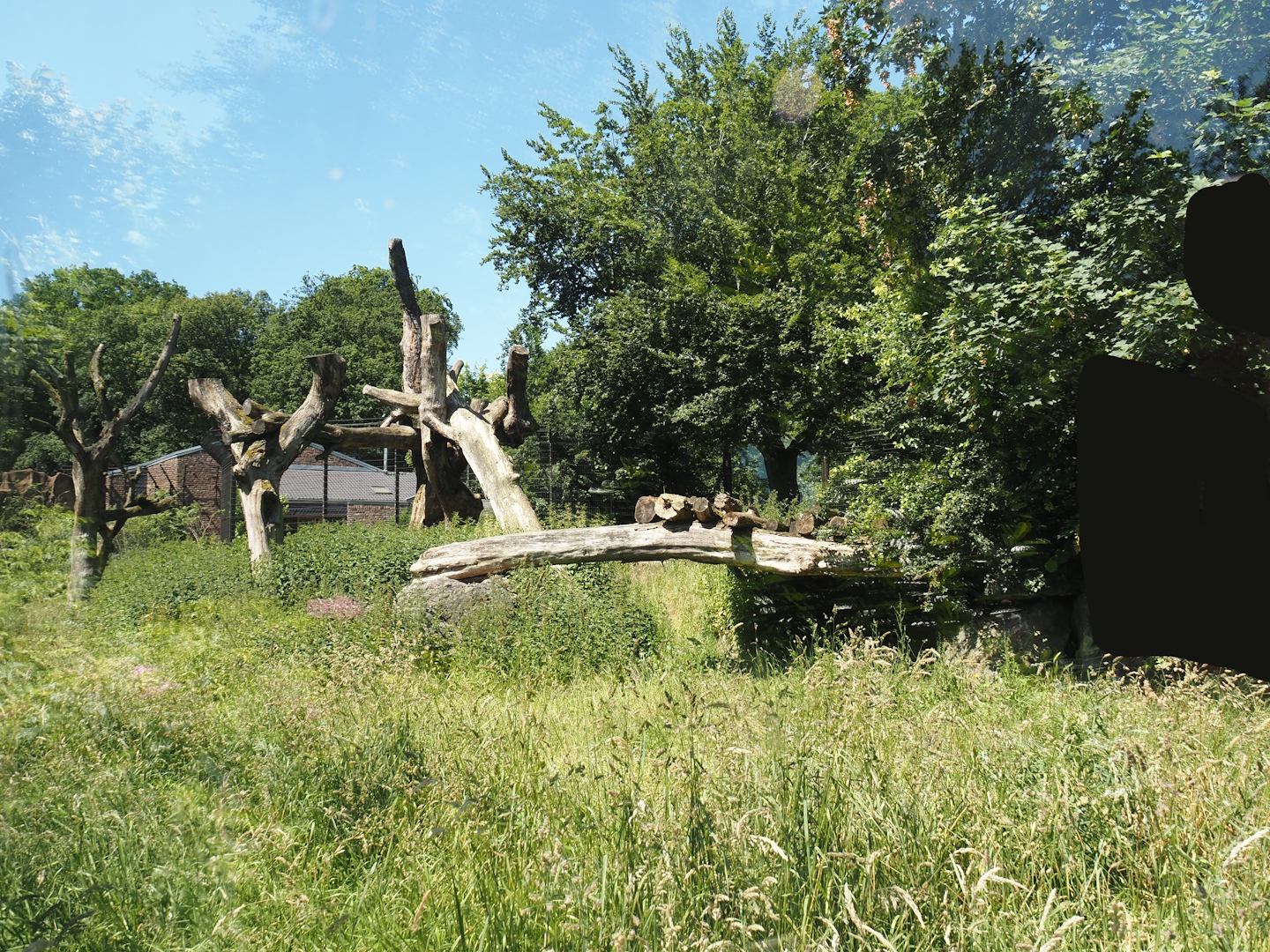 African lion exhibit, 2024-06-08