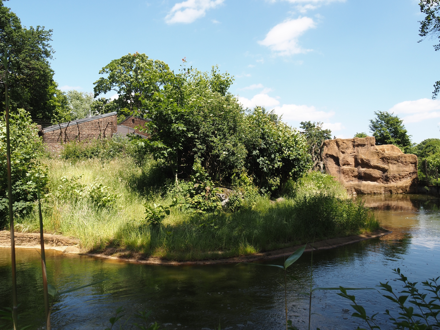 African lion exhibit, 2024-06-08