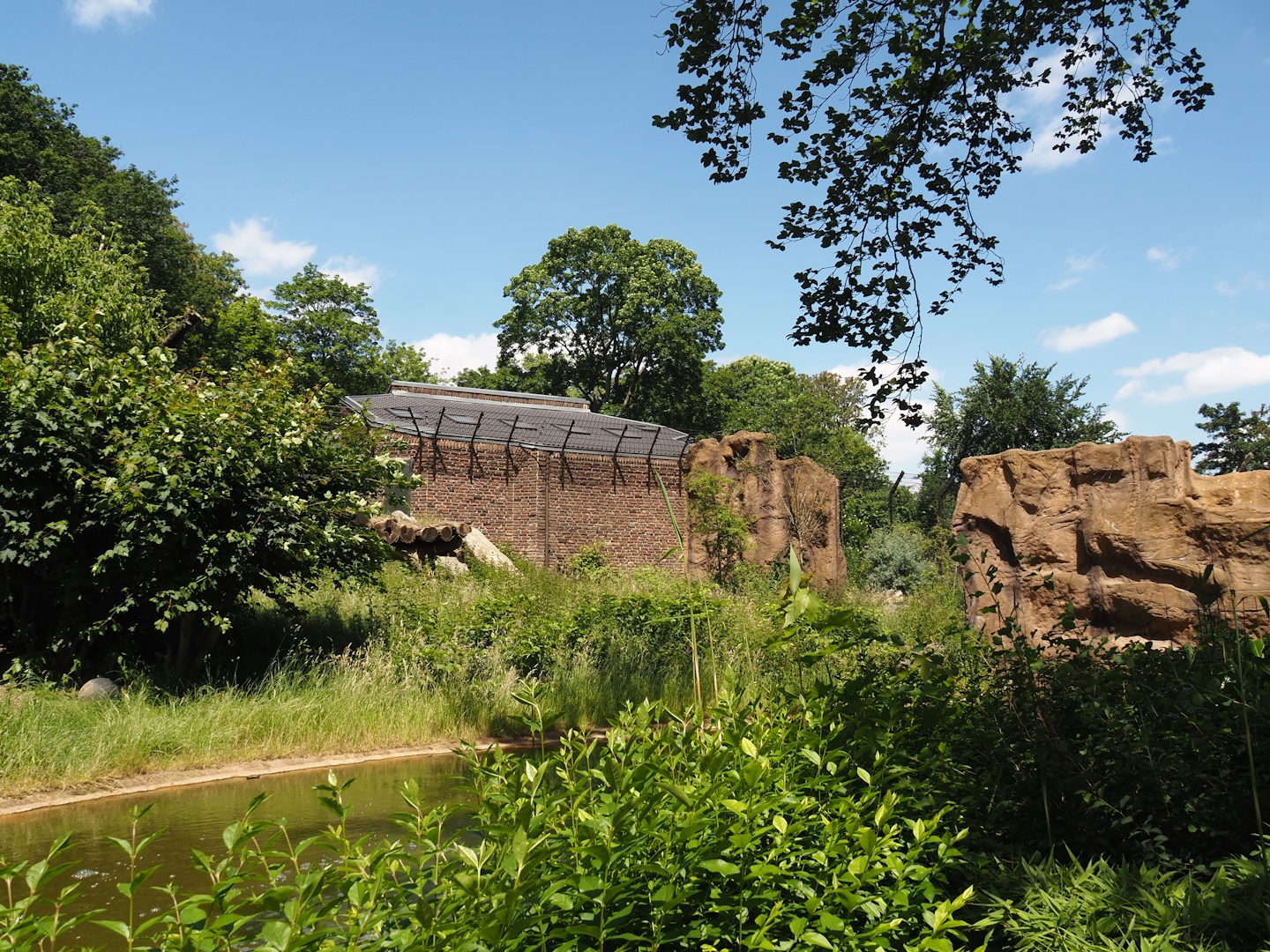 African lion exhibit, 2024-06-08