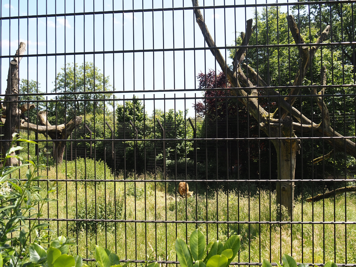 African lion exhibit, 2024-06-08