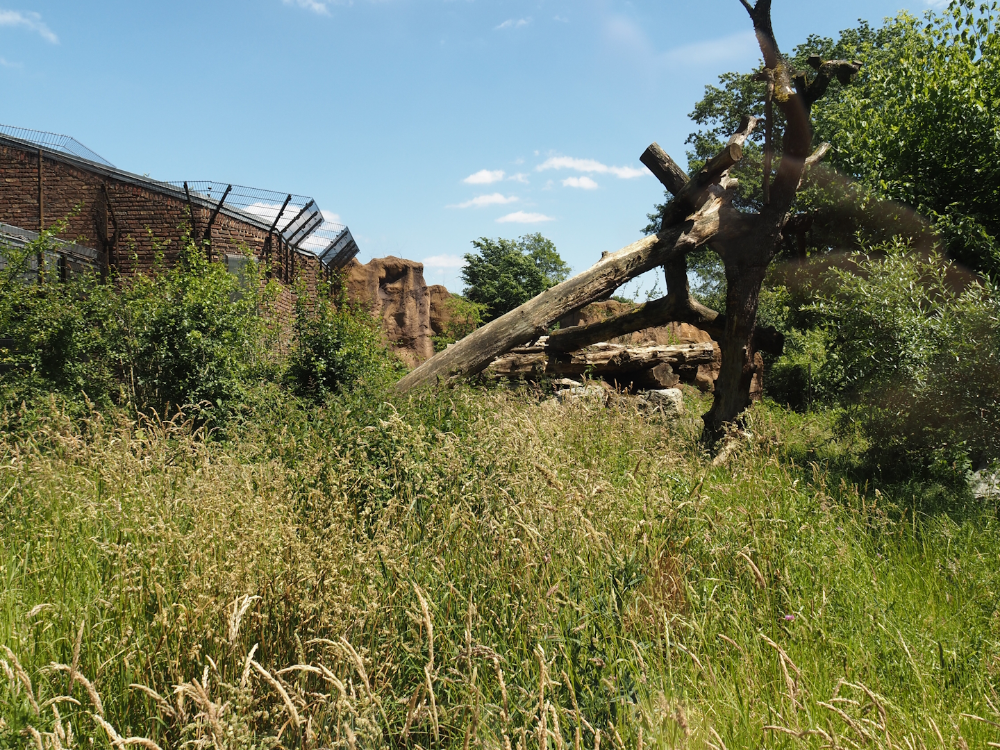 African lion exhibit, 2024-06-08