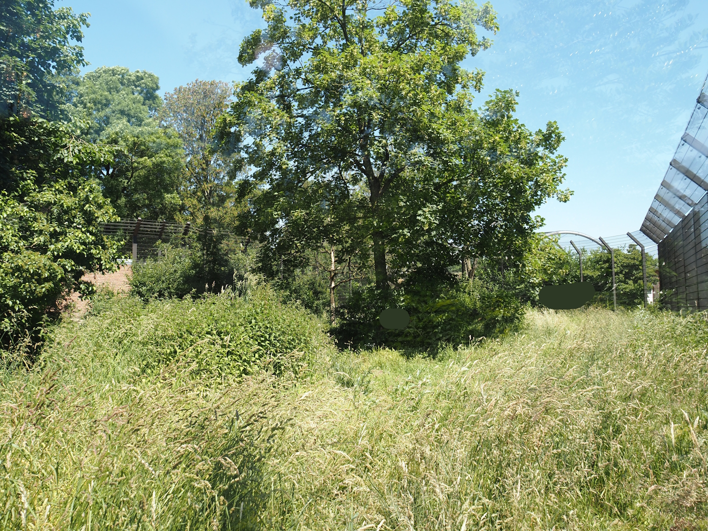 African lion exhibit, 2024-06-08
