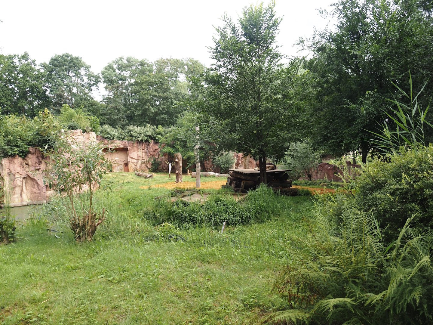 African lion exhibit, 2024-08-05