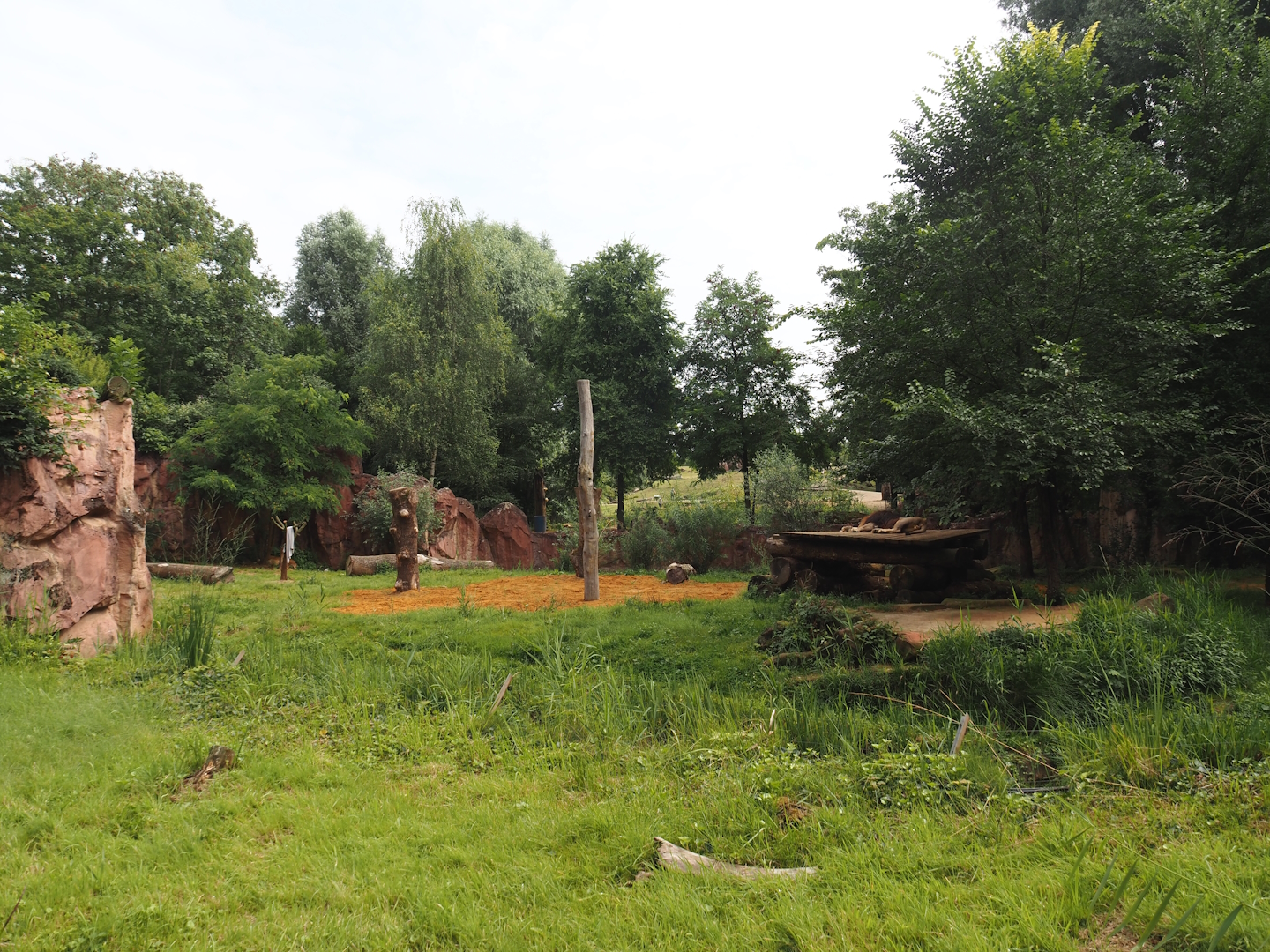 African lion exhibit, 2024-08-05