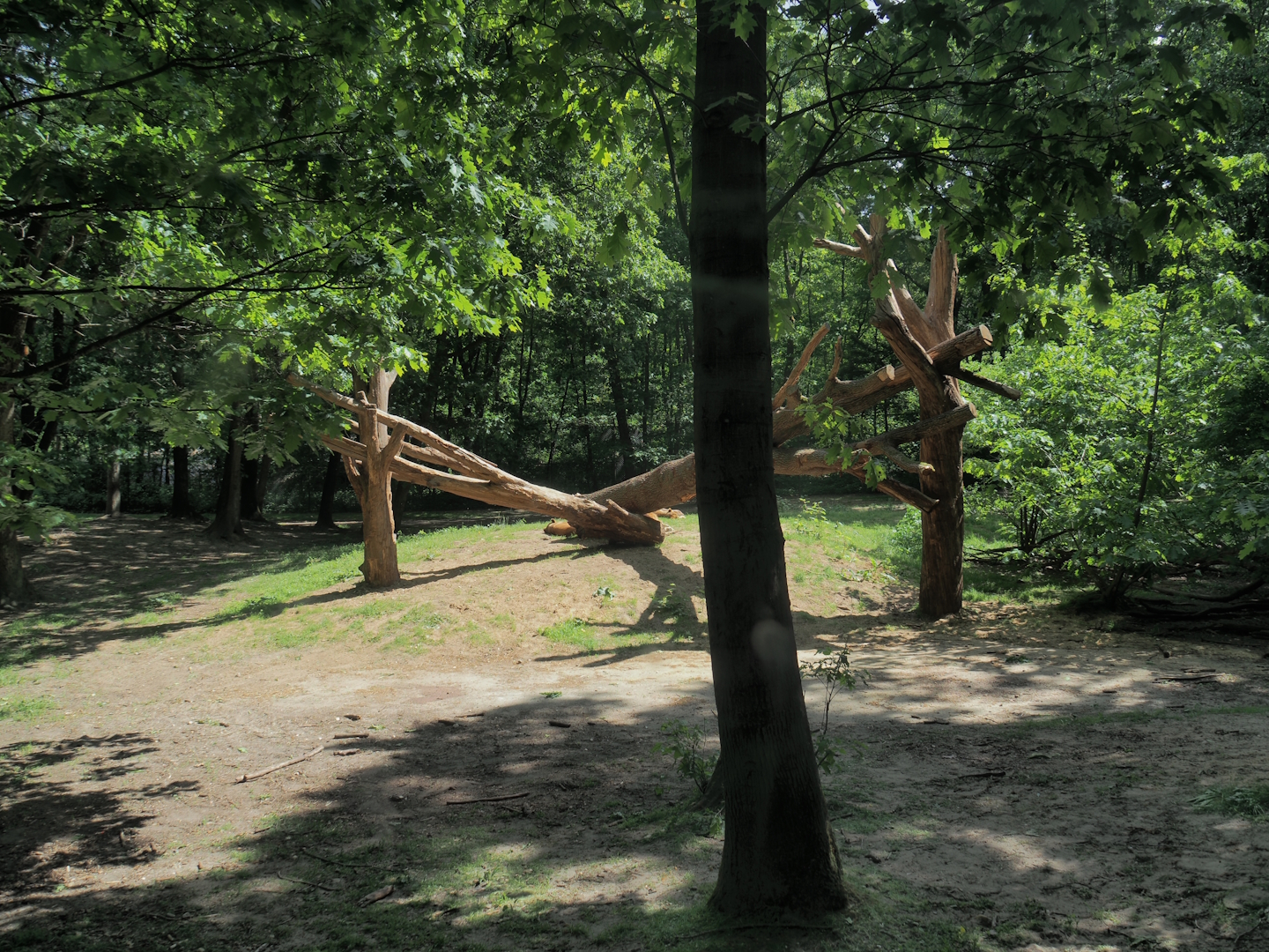 African lion exhibit, 2025-05-17