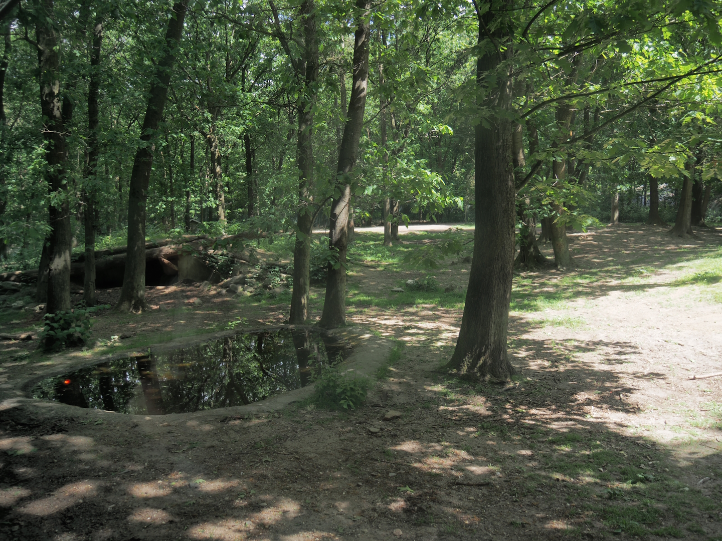African lion exhibit, 2025-05-17