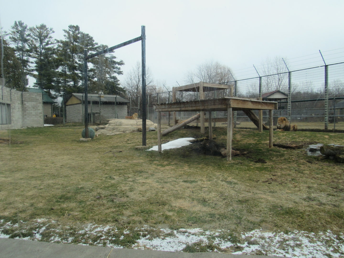 African Lion Exhibit - 4/8/23