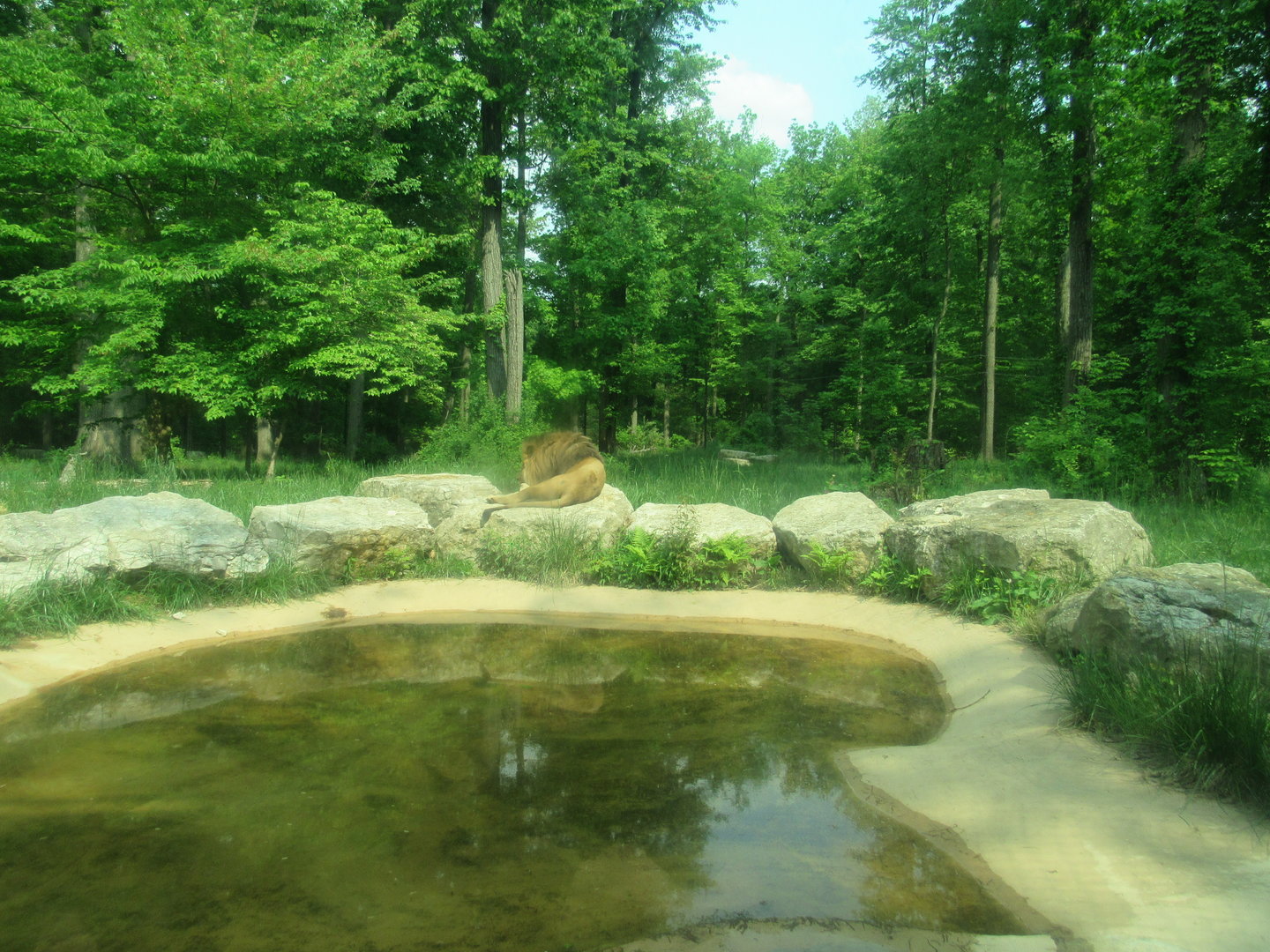 African Lion Exhibit - 5/22/23