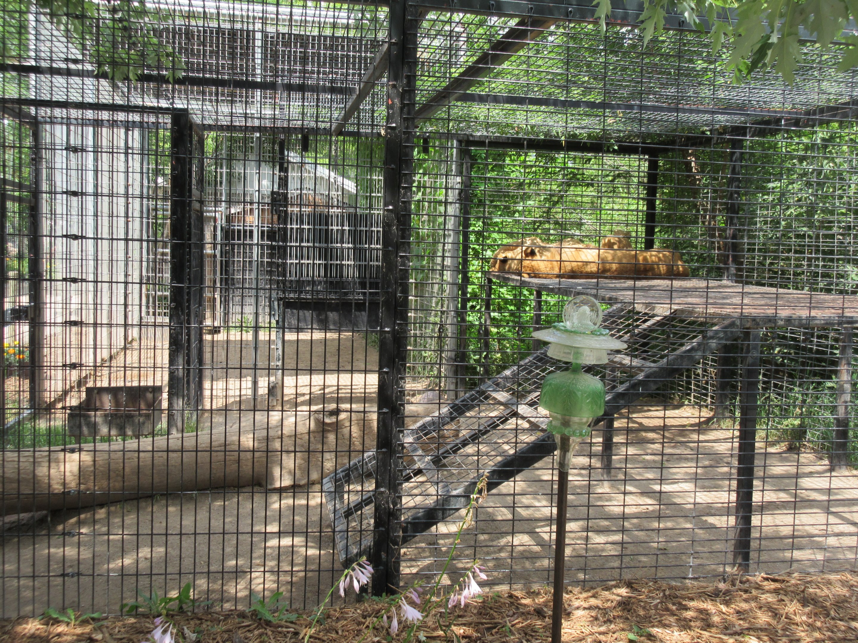 African Lion Exhibit (50% of the total exhibit)