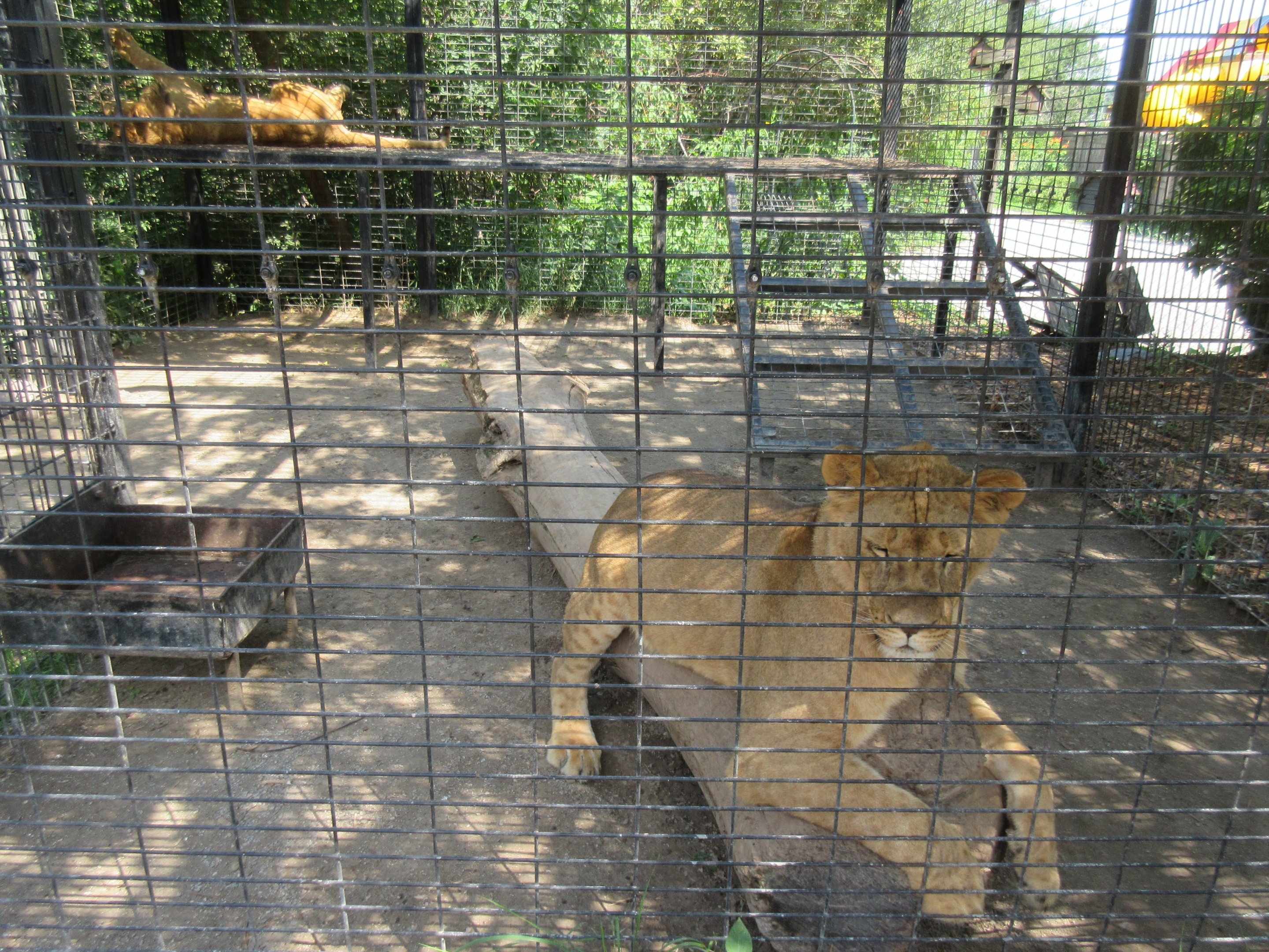 African Lion Exhibit (50% of the total exhibit)