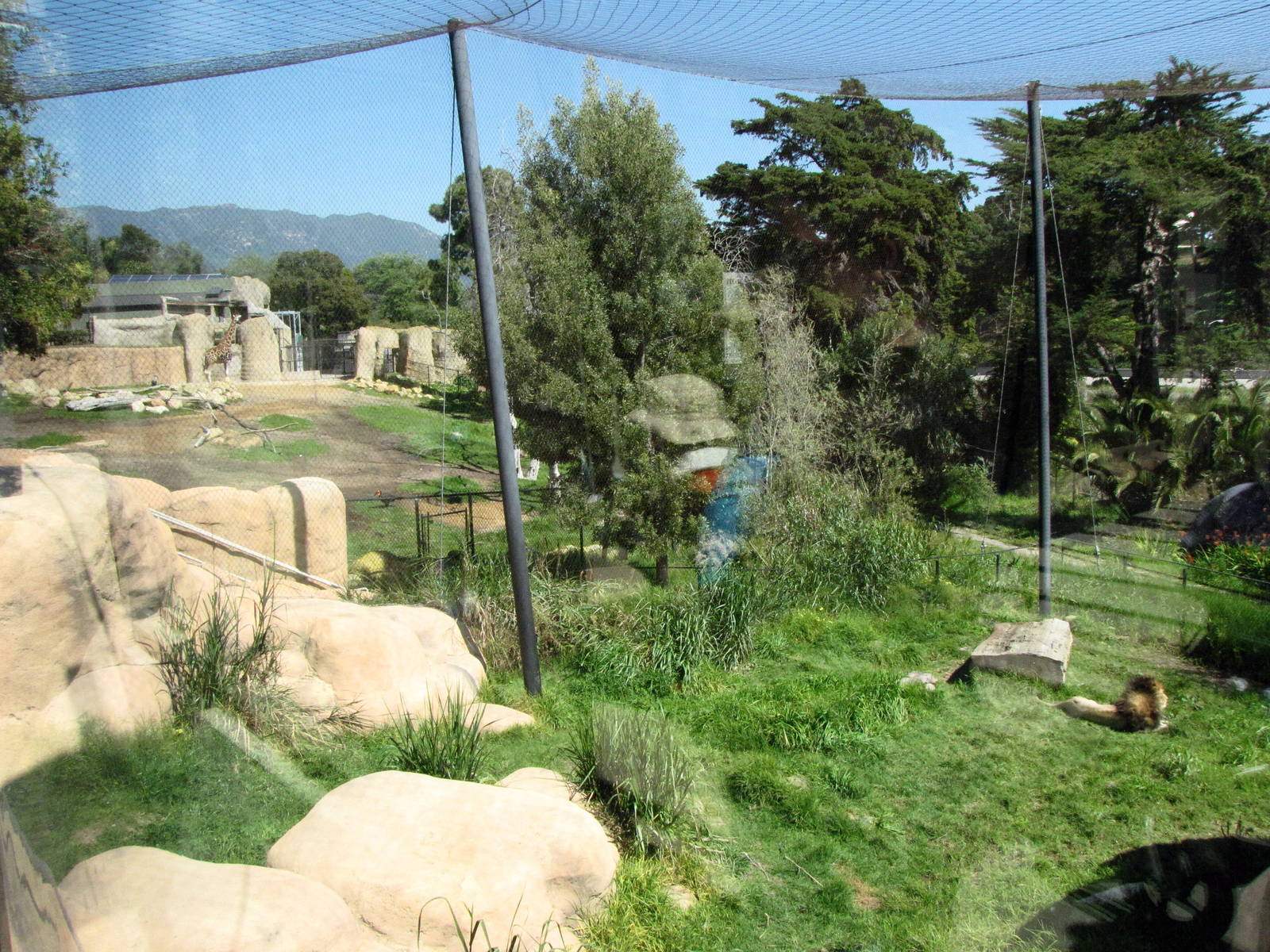 African Lion Exhibit Adjoining African Savanna