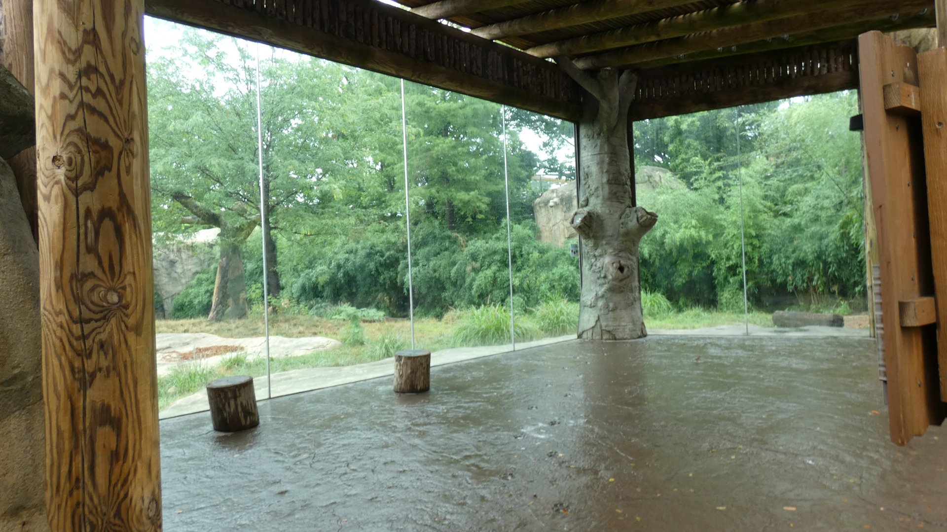 African Lion Exhibit, Africa - Aug. 2021