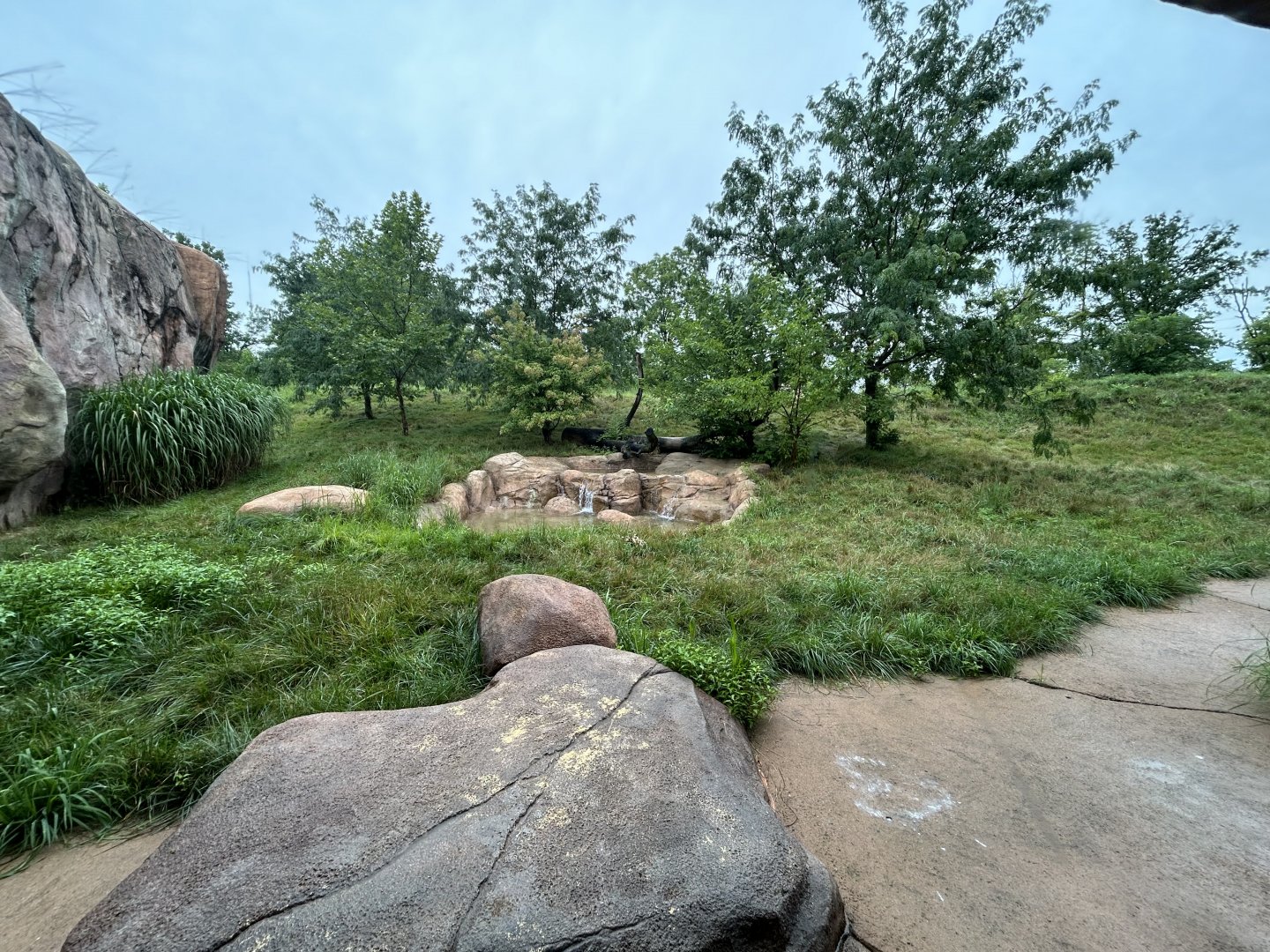 African Lion Exhibit - African Journey
