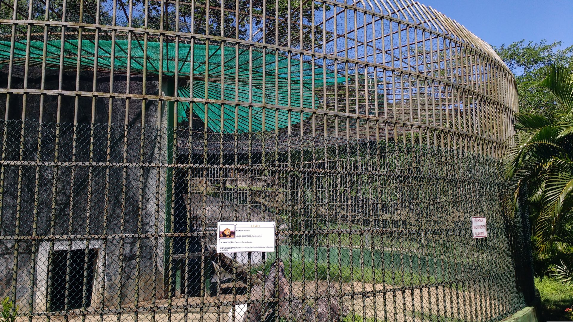 African lion exhibit - Aracaju zoo