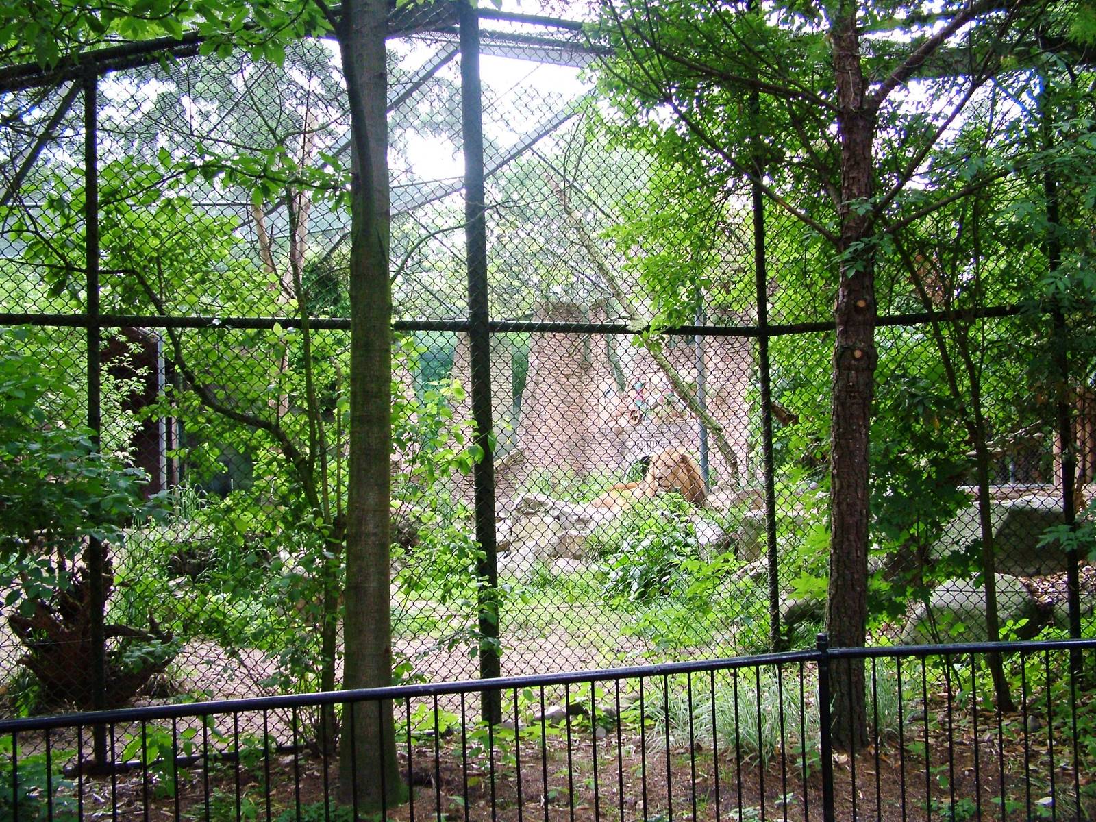 African Lion Exhibit at Amersfoort, 01/06/12