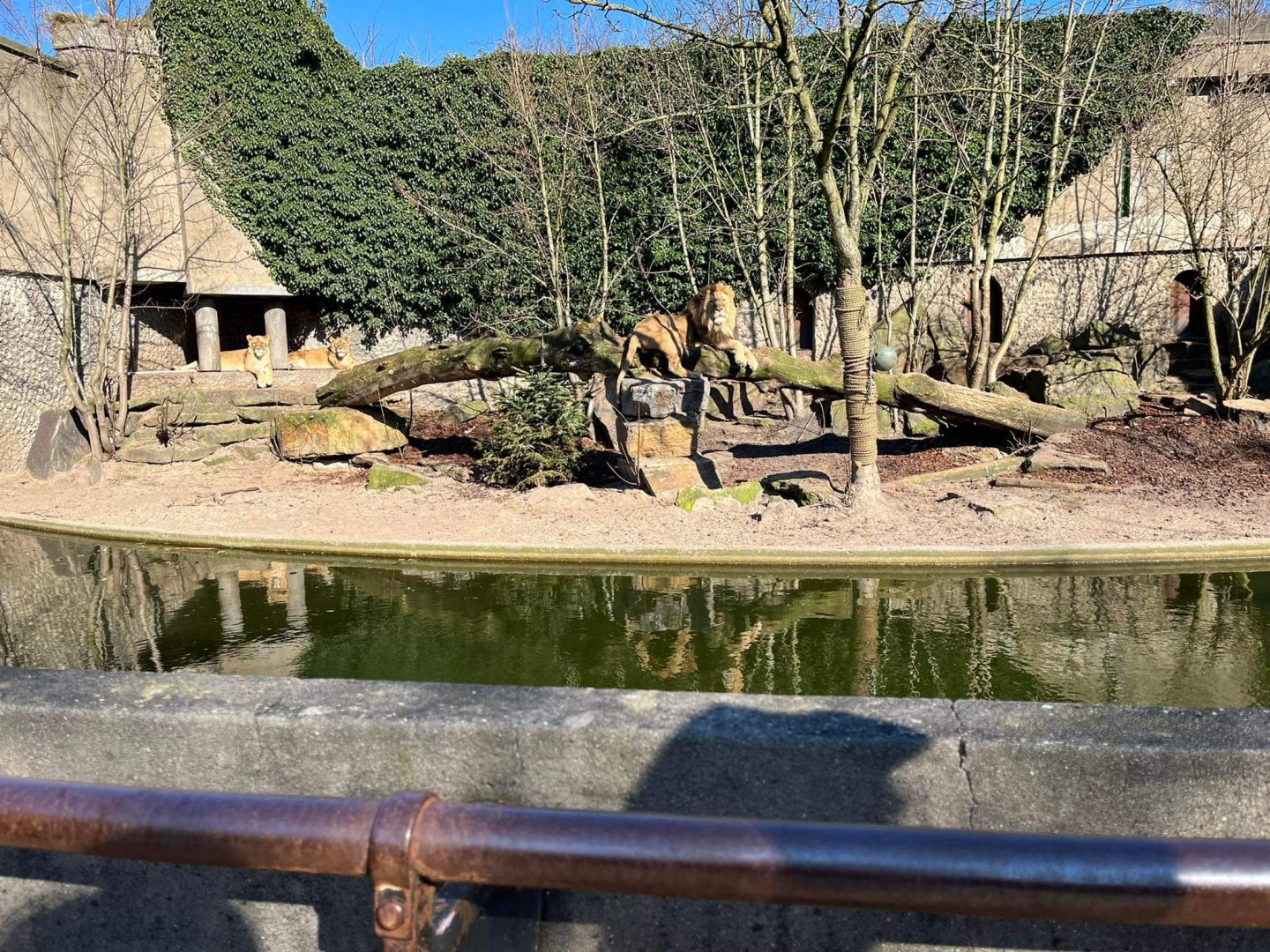 African lion exhibit at Artis