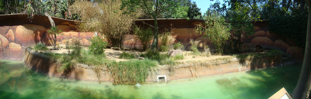 African Lion exhibit at the Los Angeles Zoo