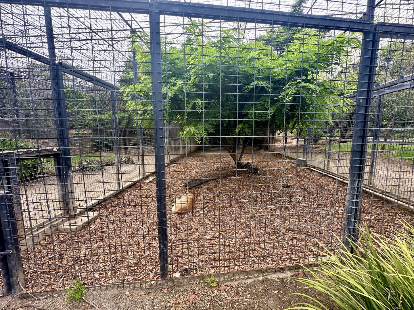 African Lion Exhibit - Cage/Den Block 1