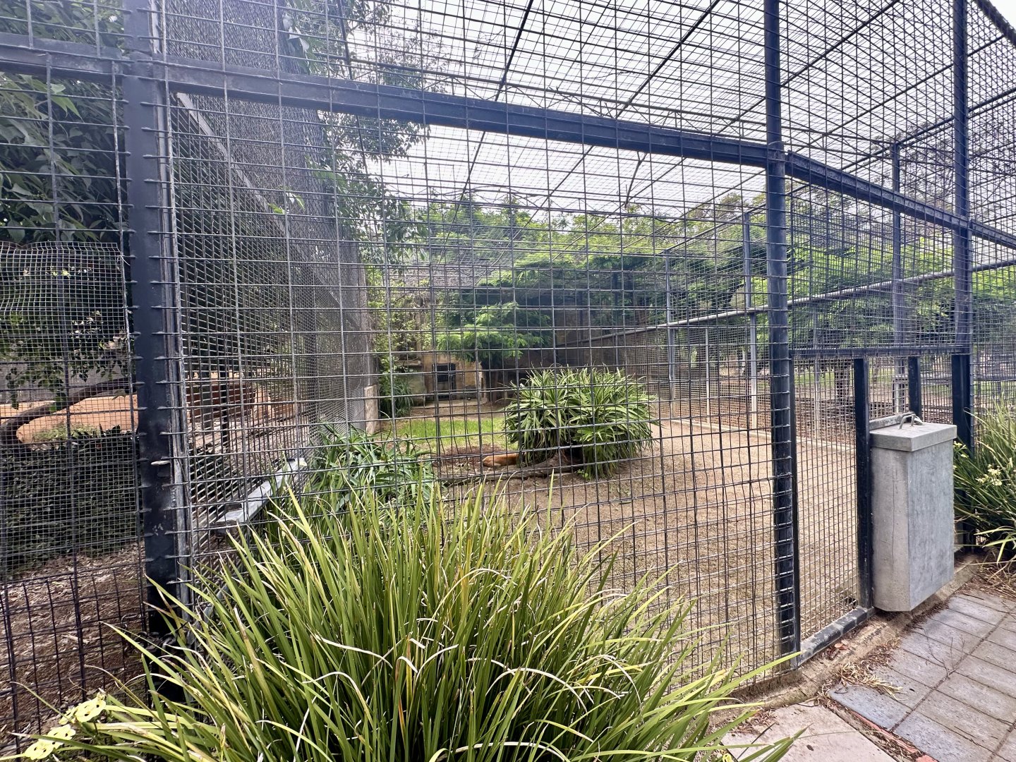 African Lion Exhibit - Cage/Den Block 2