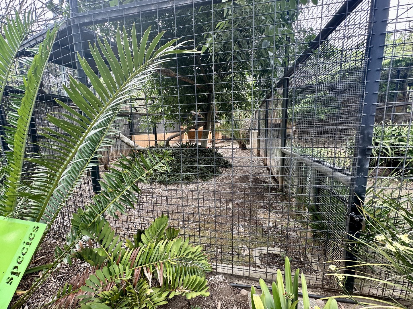 African Lion Exhibit - Cage/Den Block 3