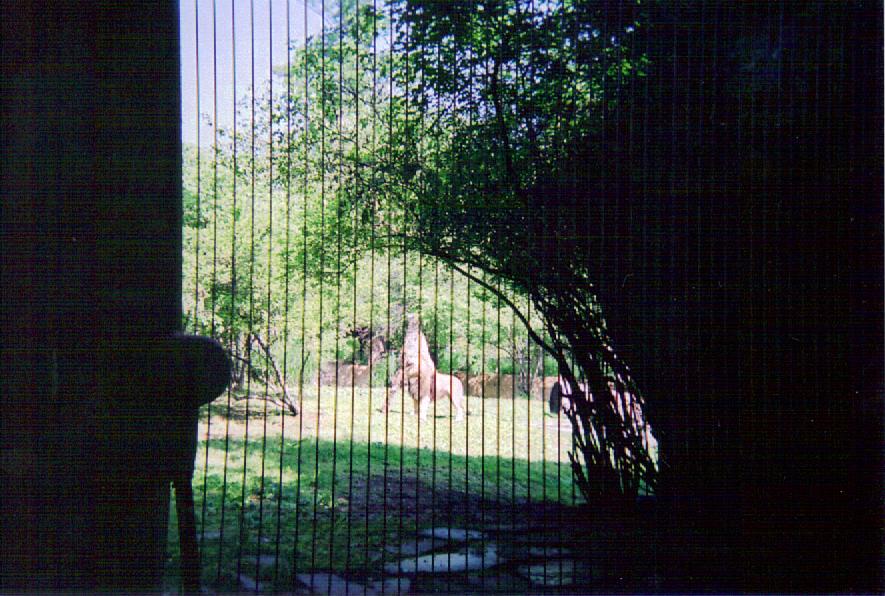 African Lion Exhibit - Cat Country