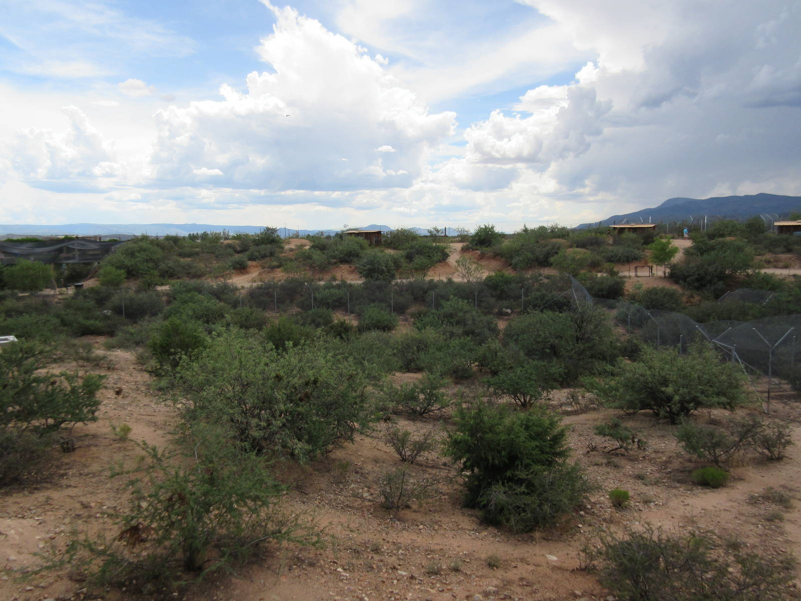 African Lion Exhibit (currently empty)